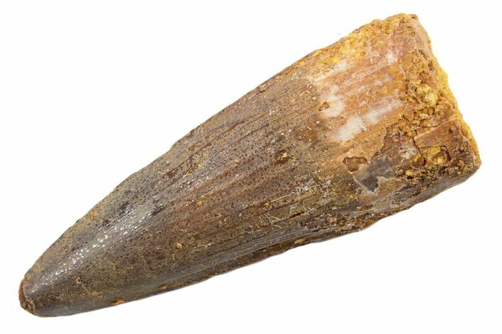 Fossil Spinosaurus Tooth - Real Dinosaur Tooth #345585
